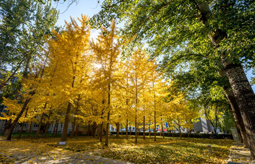 Beihang-University-Campus-view