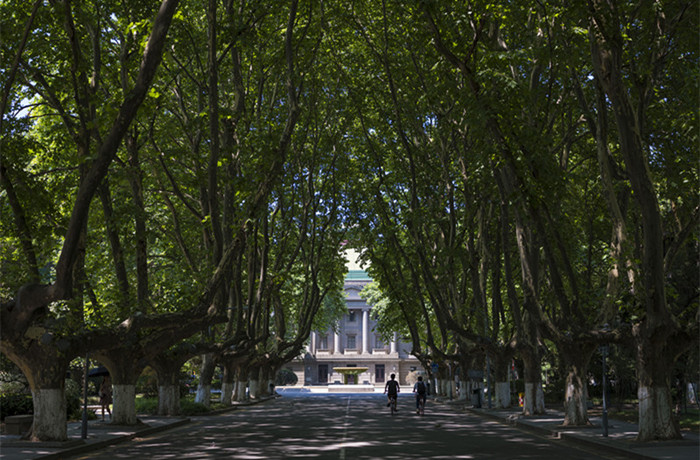 SEU-tree-road
