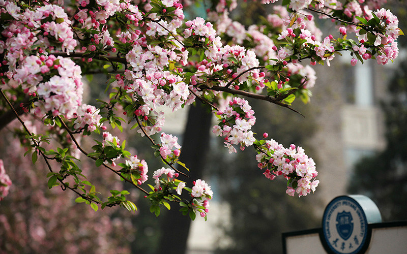 Tianjin-University-flowers