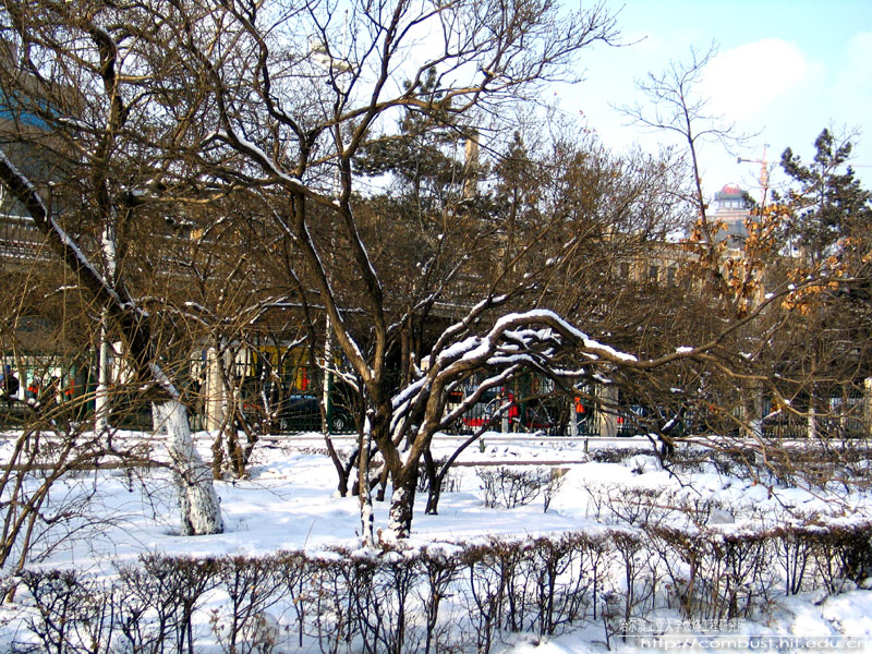 HIT-snow-scenery