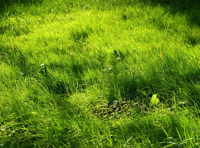 Tianjin-University-grass