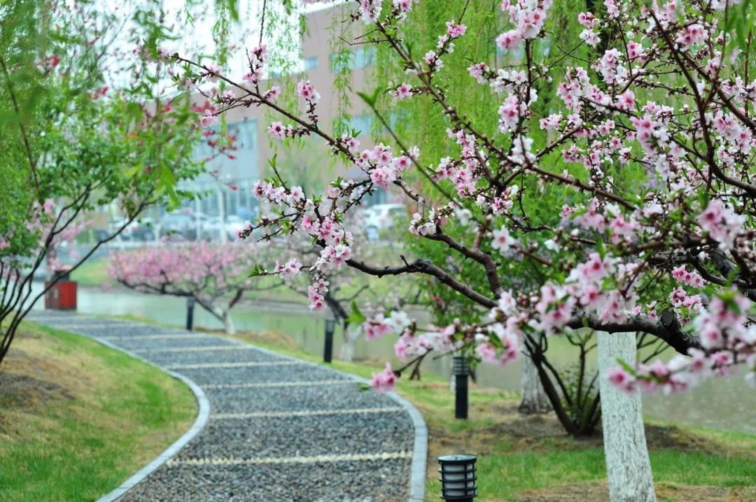 Tianjin-University-spring-scenery