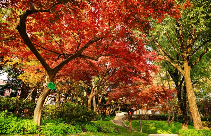 Fudan-University-mangrove