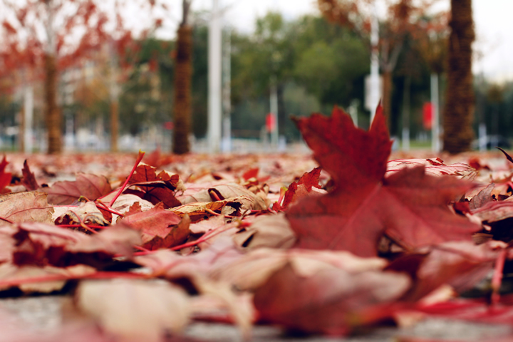HRBEU-fallen-leaves
