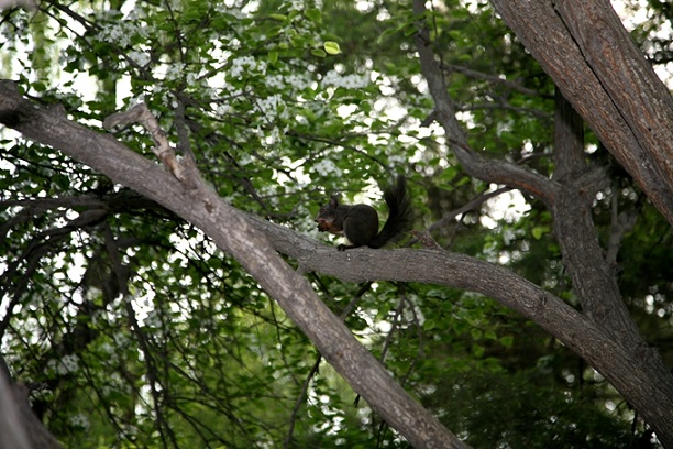 Squirrel-of-Lanzhou-University