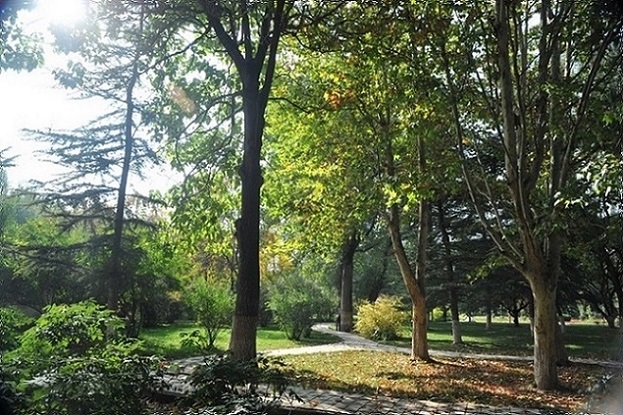 Green-tree-of-Lanzhou-University
