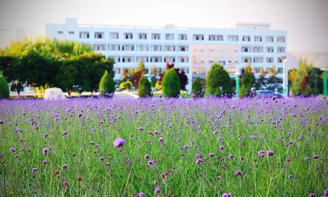 Flowers-of-Lanzhou-University