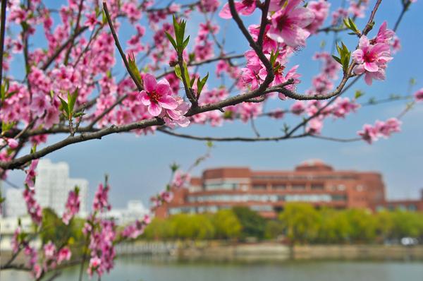 flower-of-Shanghai-Jiaotong-University-one