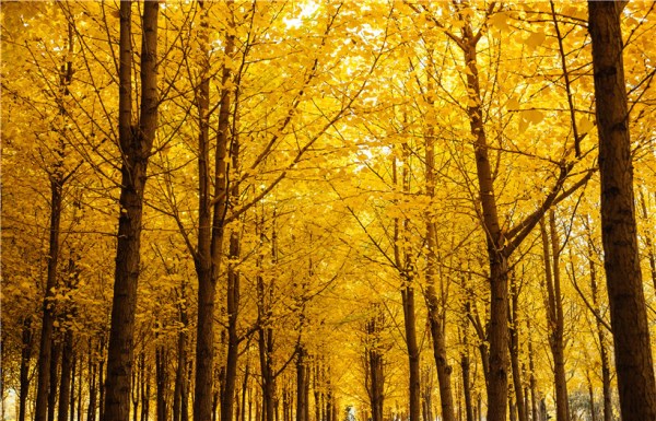Autumn-scenery-of-Lanzhou-University-of-Technology
